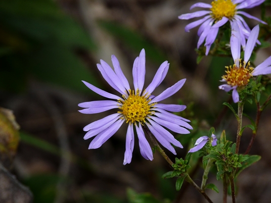 {Eurybia spectabilis}